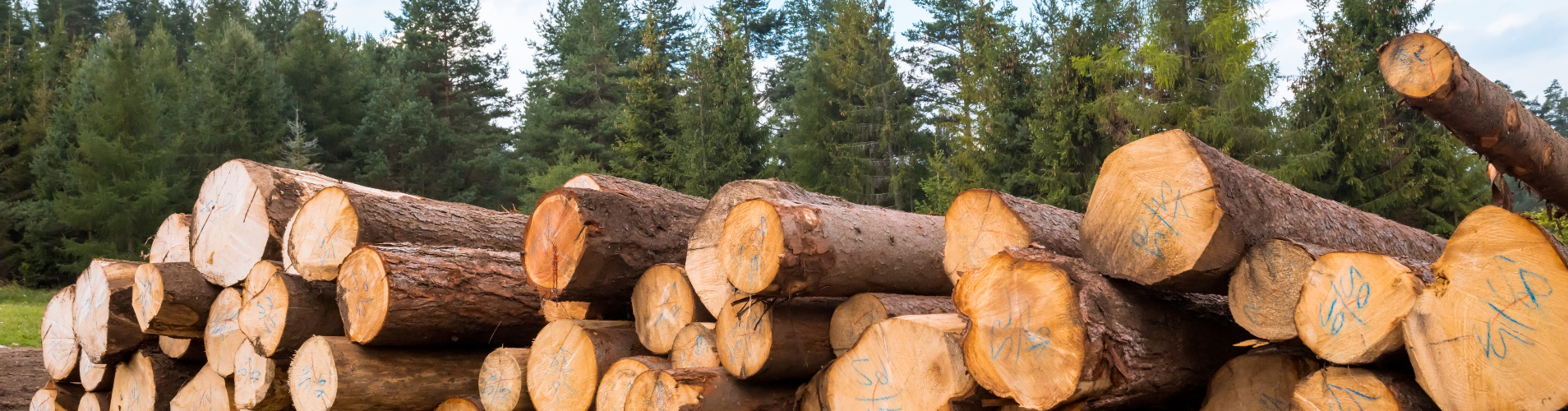 Logs with trees in the background.
